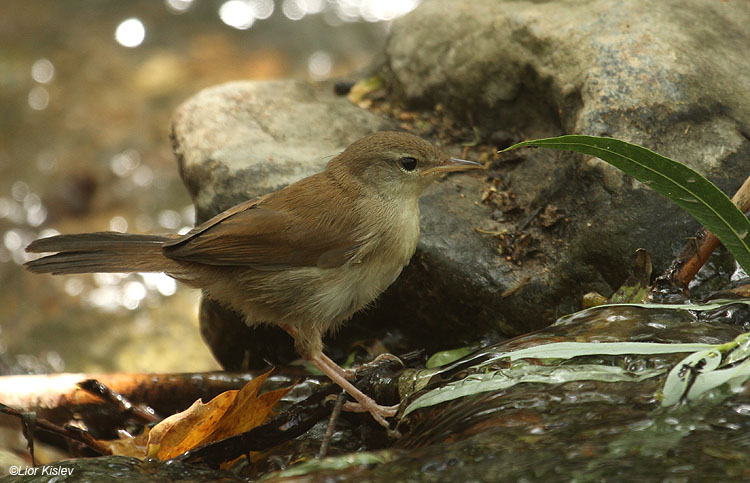    Cetti's Warbler Cettia cetti   Wadi Samak,Golan,Israel 11-05-10                                     